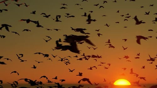 Silhouetted Birds Flying at Golden Sunset Sky