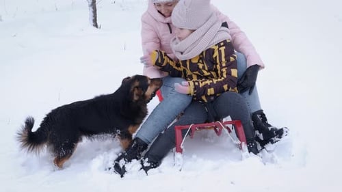 Mother and Child Pet Dog on Sled in Snow
