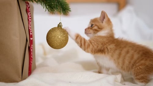 Cute Kitten Plays with Christmas Ornament near Gift