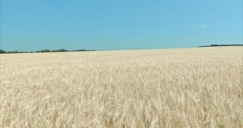 Vue aérienne : épis de blé mûrs ondulant dans le vent
