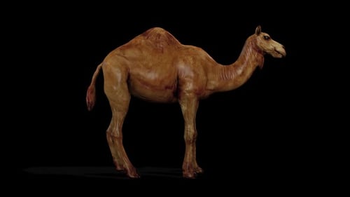 Camel Idle
