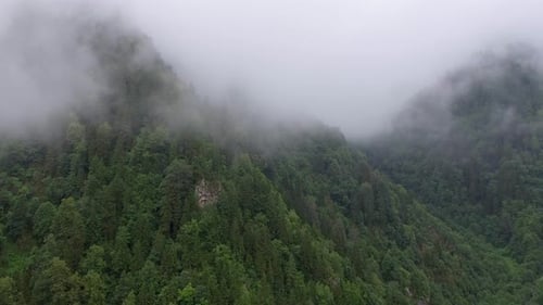 La forêt entre dans le nuage