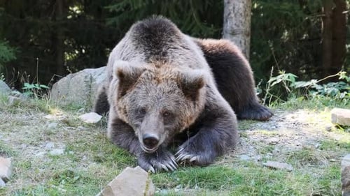 Brown Bear Lies in the Wild Forest on a Summer Day