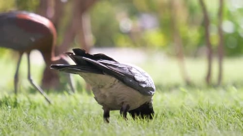 Schwarzer Wildkrähenvogel, der im Sommer auf grünem Rasen nach Nahrung sucht
