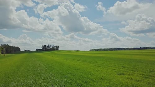 Szene Sommer Farming Field