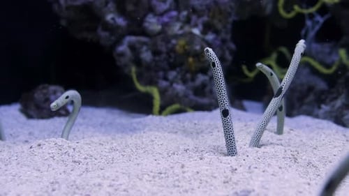 Spotted Garden Eels (Heteroconger Hassi) Catching And Eating Planktons While Buried On The Sand. - c