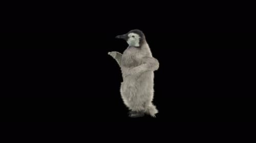 Penguin Dancing 4K