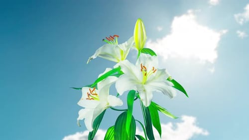 Delicate White Lily Blooming in Time Lapse