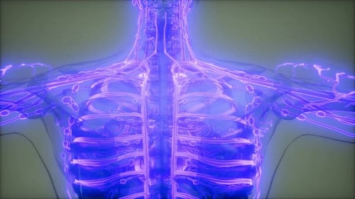 Medical 3D Animation of Human Lymphatic System Network