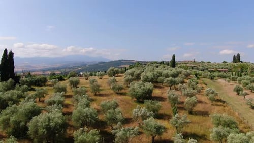 Drone over olive trees in Tuscany, Italy, Europe