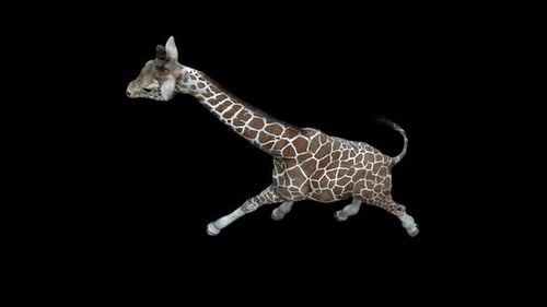 Giraffe Run Top