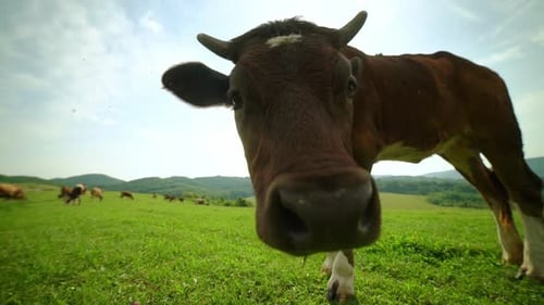 Nahaufnahme einer neugierigen Milchkuh, die auf Gras kaut