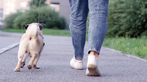 Back View of Funny Walk Pug Puppy Walking with Owner Cute Pug Dog Runs Along the Road at Summer in