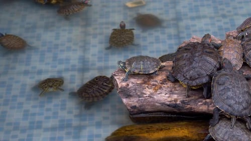 Wasserschildkröten im Pool