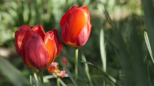 Pair of red Tulipa gesneriana flower bulb close-up 4K 2160 30fps UltraHD footage - Elegant Didier tu