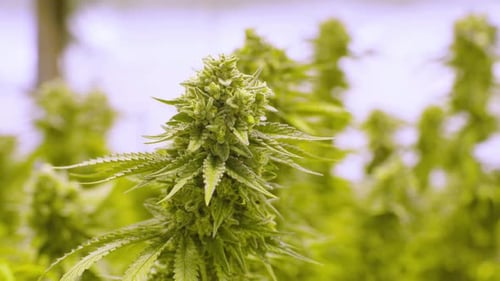 Moving Tracking Shot Marijuana Plant Growing