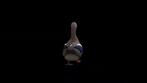 Female Duck Walk View Back