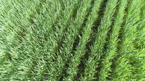 Flying Over Green Agriculture Fields in Spring