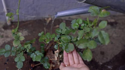 Watering the Plant