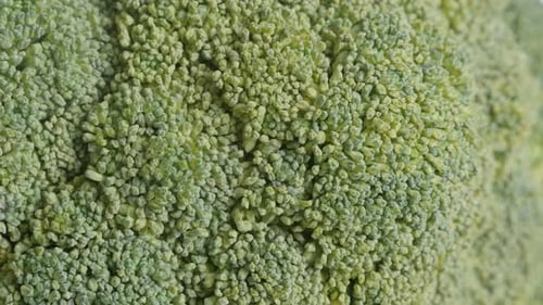 Close Up of Green Broccoli Head