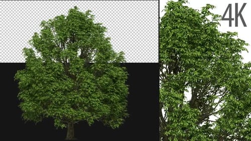Platanus Tree