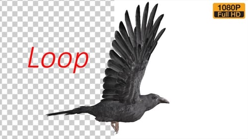Realistic Flying Black Raven with Detailed Flapping Wings