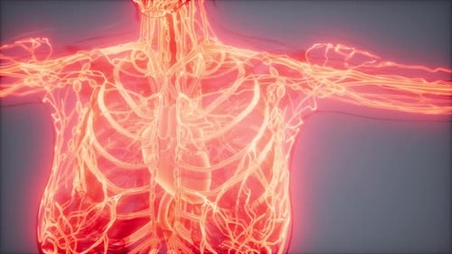 Animated 3D Human Lymphatic System Scan Medical Visualization