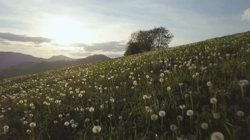 Sonnenuntergang über der Löwenzahn-Blumenwiese