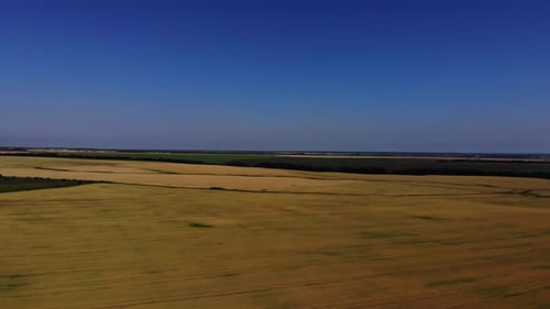 Drone view of the wheat fields.