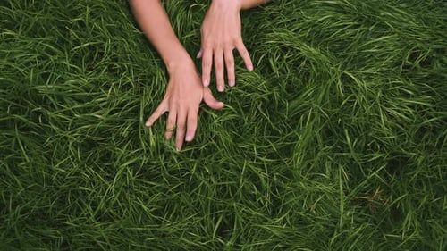 female hands gently touch the green grass