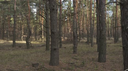 Sun Beams At The Pine Forest 16
