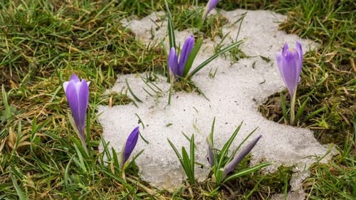 Schneeschmelze und Krokusblüte blüht im Frühling