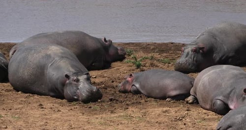 Hippopotamus, hippopotamus amphibius, Group standing near the River, Masai Mara park in Kenya