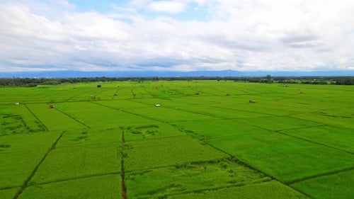 4K Aerial view of agriculture in rice fields for cultivation.
