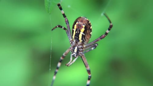 araignée rayée