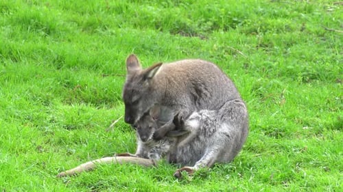 Mutter-und-Baby-Känguru