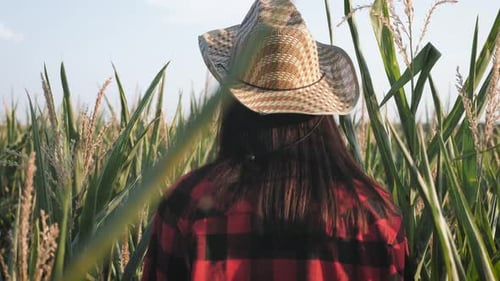 A Woman Farmer Walks Through a Green Cornfield. Farming and Agro Business Concept.