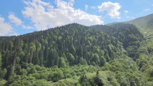 forest nature landscape