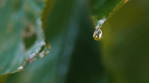 Green Leaf with Water Drop
