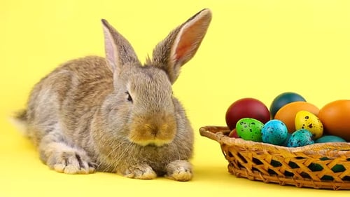 Fluffy Rabbit with Easter Eggs in Basket