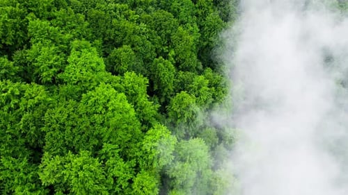 Clouds Above Mountain Forest Flying Through the Magical Summer Forest at Rainy Weather Aerial View