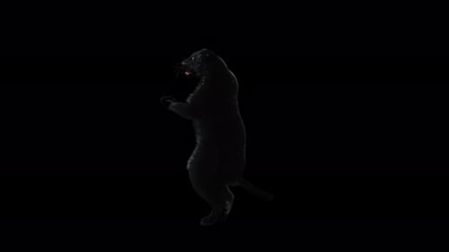 Black Panther Rearing on Hind Legs Isolated on Black
