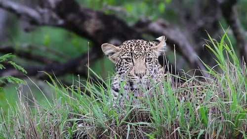 Léopard se reposant puis regardant la caméra Sabi Sands Game Reserve en Afrique du Sud