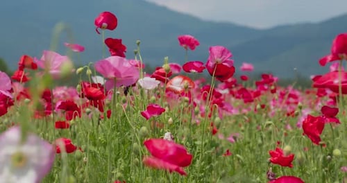 Pink poppy flower field garden