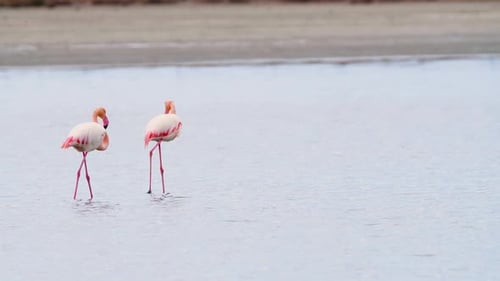 Flamingos wading in shallow water