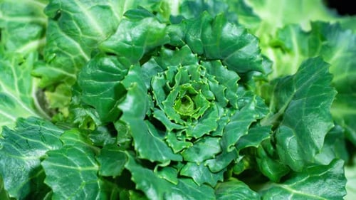 Le chou décoratif déplace les feuilles vertes pour accélérer la croissance des plantes