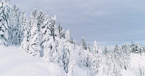 Snowcapped Trees Mystical Winter Forest Landcape Cascades Mountain Range Aerial Drone Flight