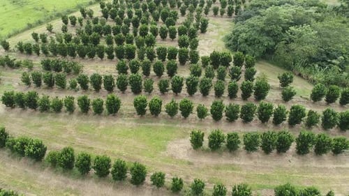 Rural landscape aerial view. Nature scenery