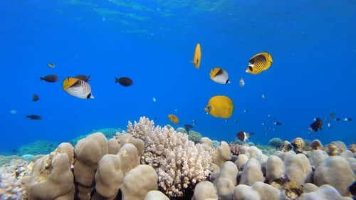 Underwater Tropical Colourful Fish