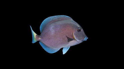 Blue Tang Swim Loop